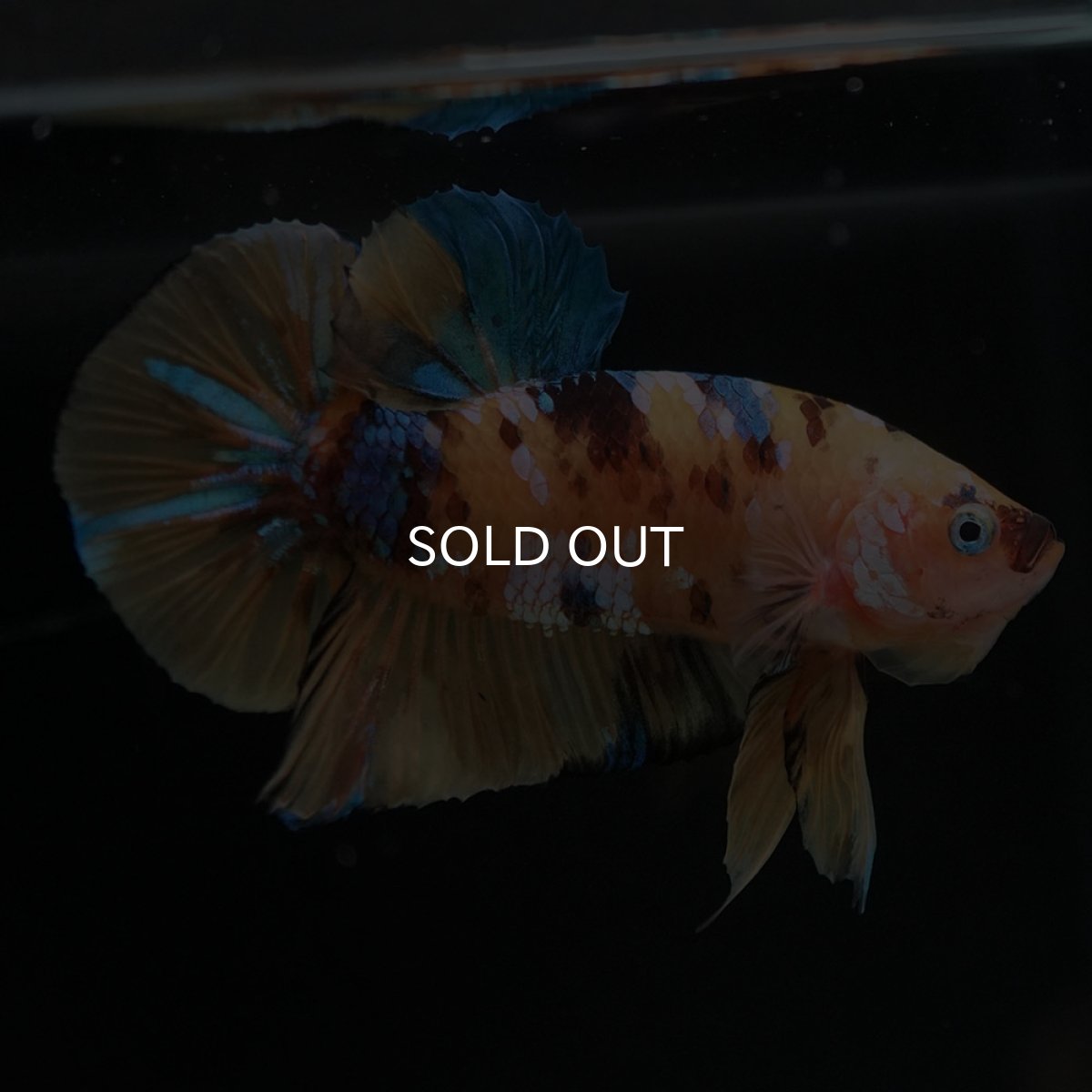 画像5: HMPK　イエロータイガーギャラクシー (5)