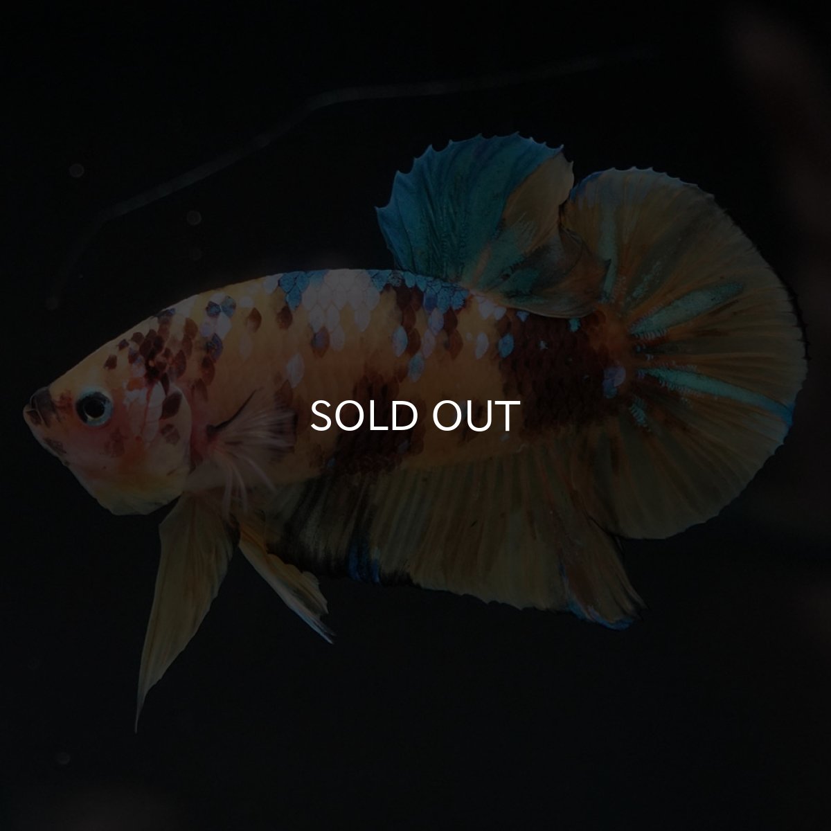 画像2: HMPK　イエロータイガーギャラクシー (2)