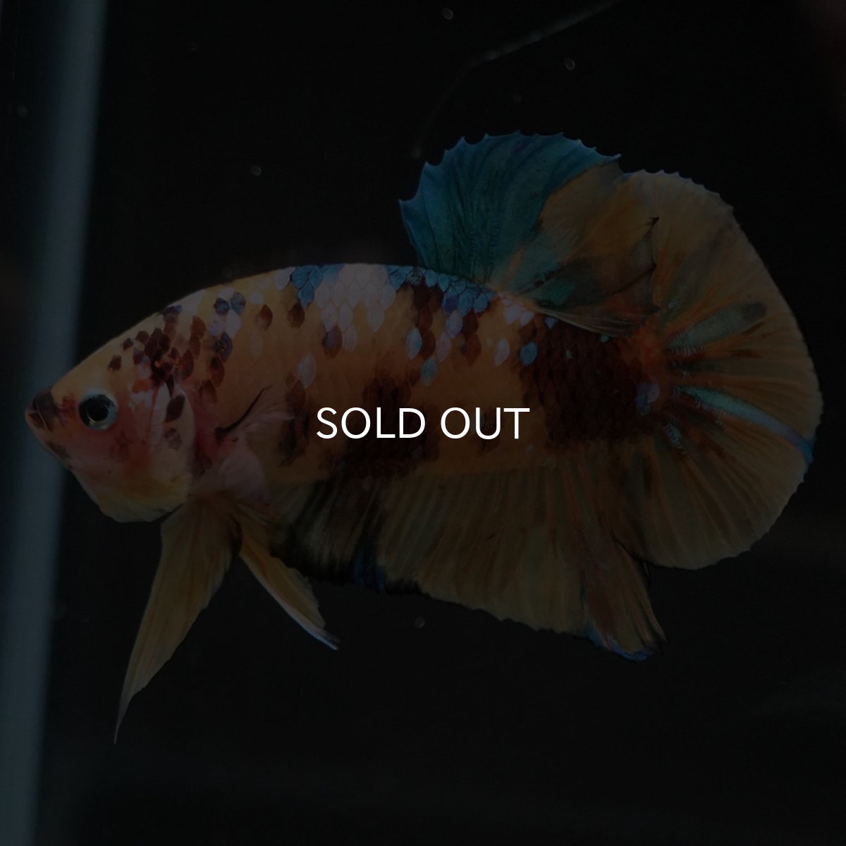 画像6: HMPK　イエロータイガーギャラクシー (6)