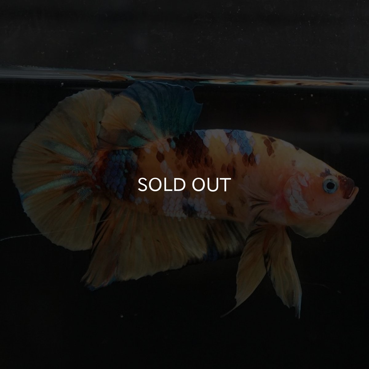 画像3: HMPK　イエロータイガーギャラクシー (3)