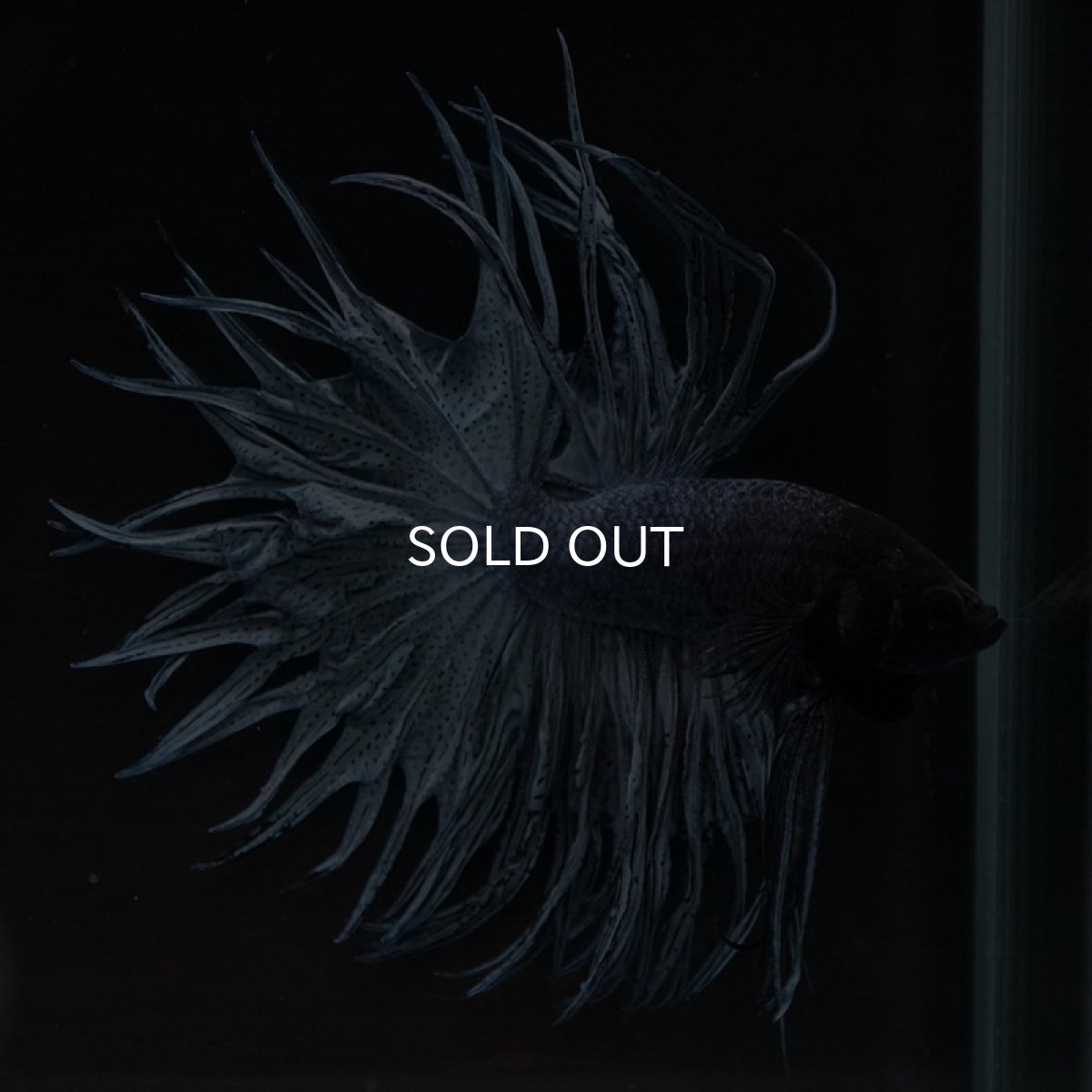 画像4: KCT スチールブルー (4)