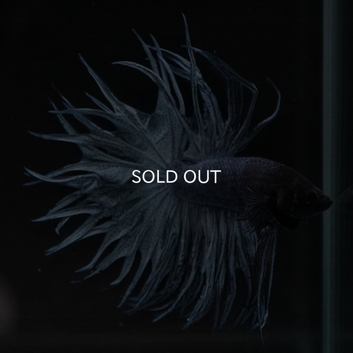 画像2: KCT スチールブルー (2)