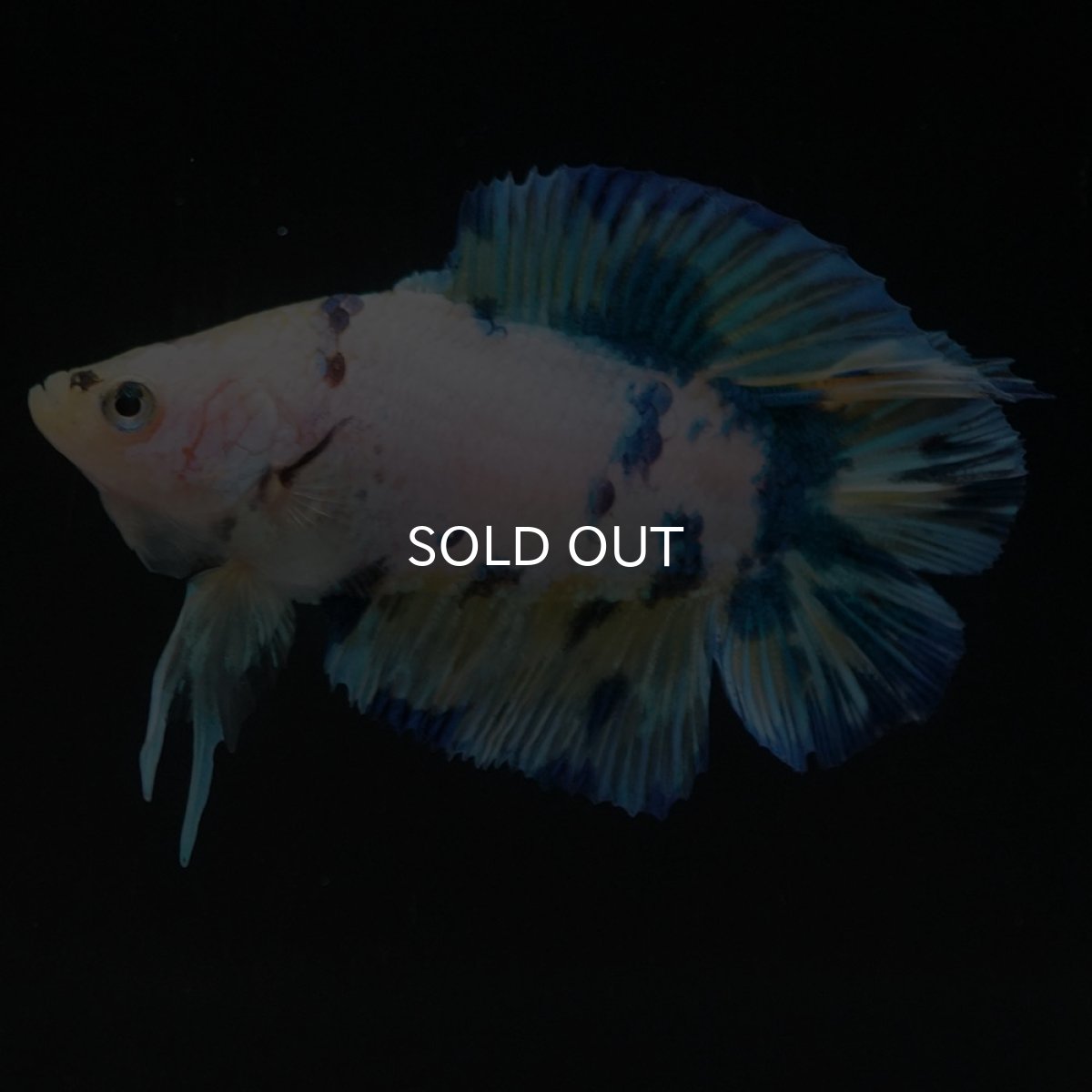 画像7: DTPK イエロータイガーギャラクシー (7)