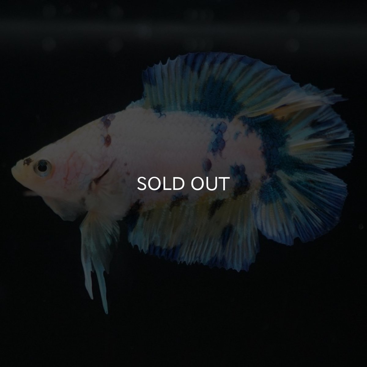 画像10: DTPK イエロータイガーギャラクシー (10)