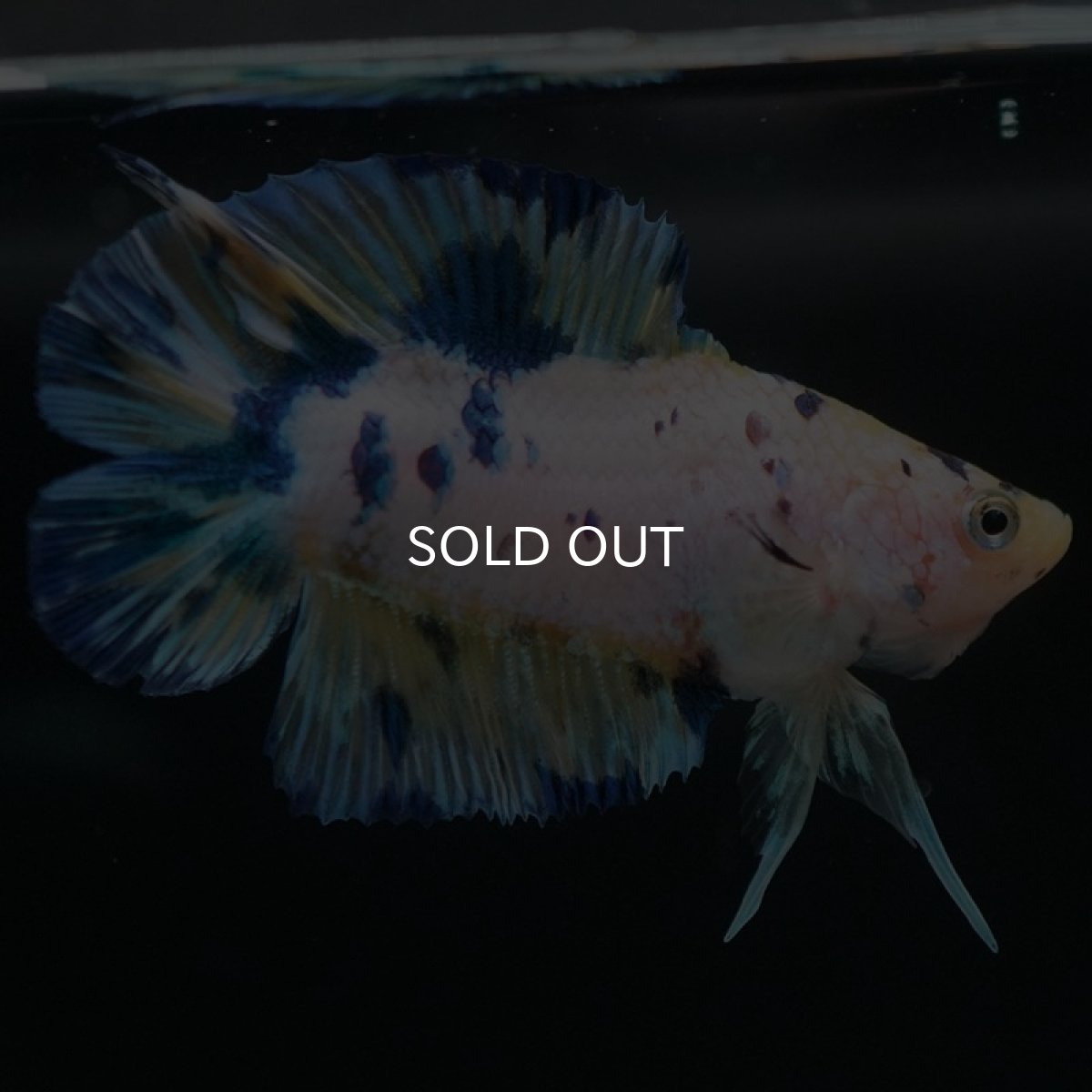 画像9: DTPK イエロータイガーギャラクシー (9)