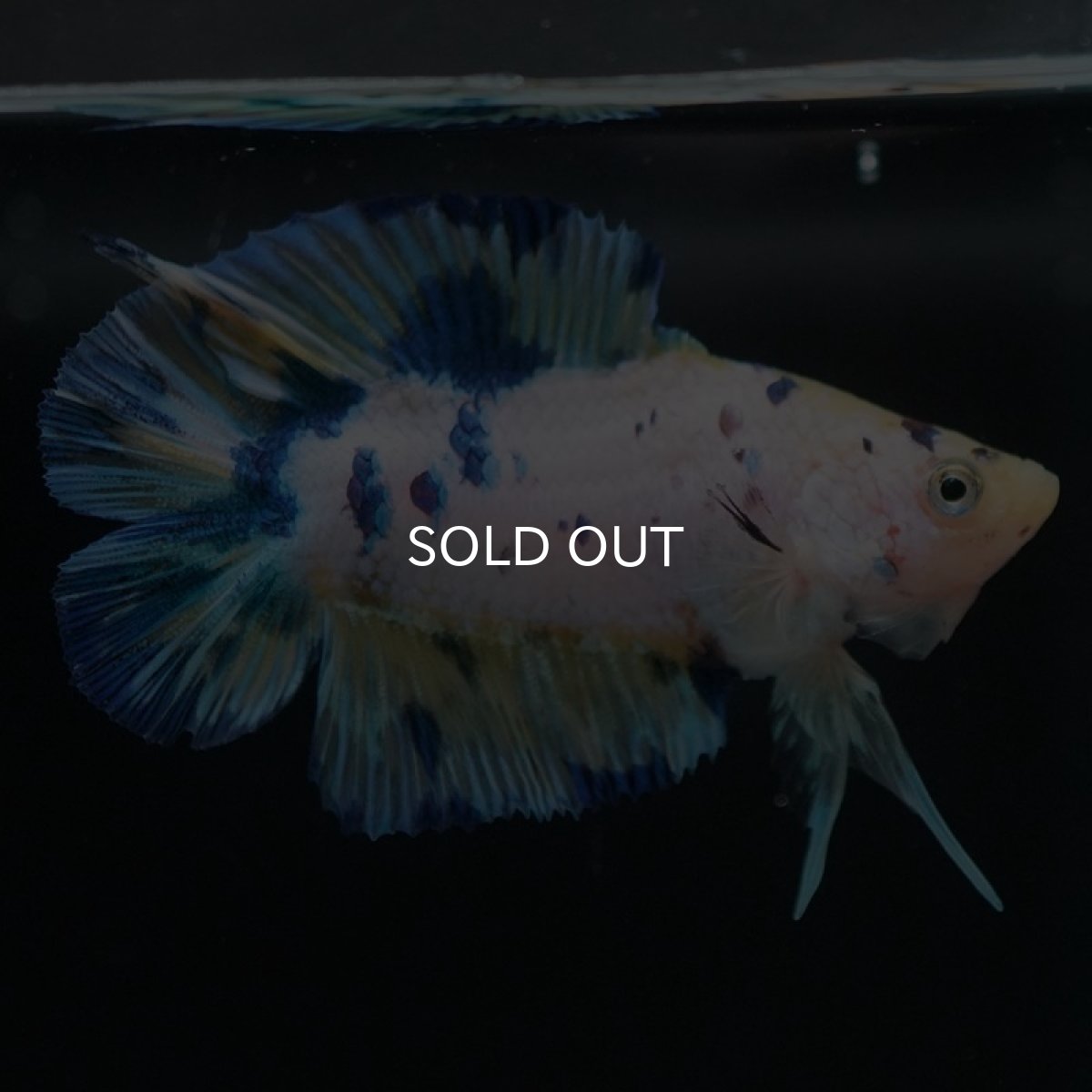 画像8: DTPK イエロータイガーギャラクシー (8)