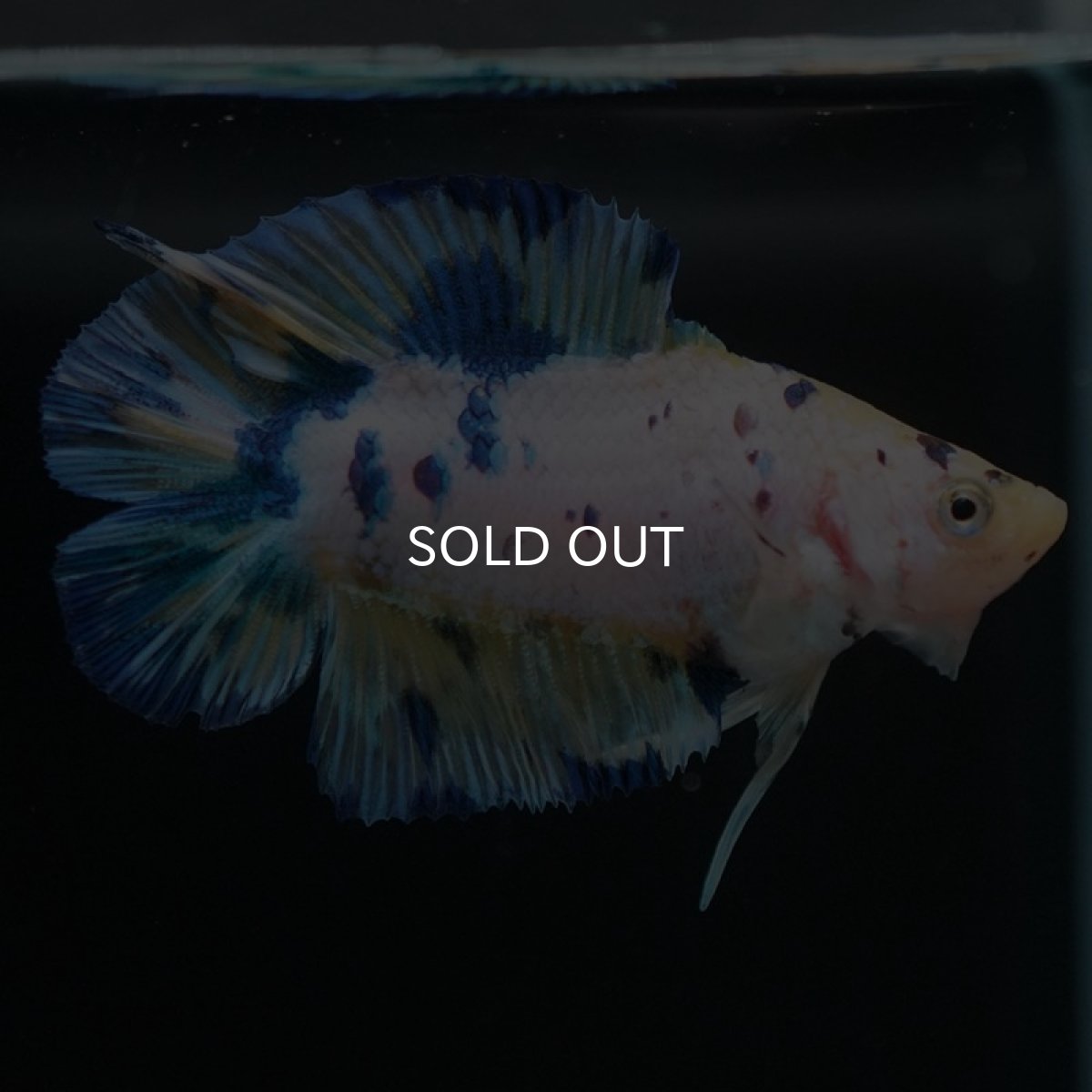 画像6: DTPK イエロータイガーギャラクシー (6)