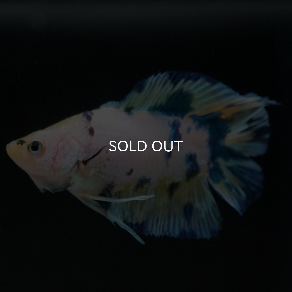 画像4: DTPK イエロータイガーギャラクシー (4)