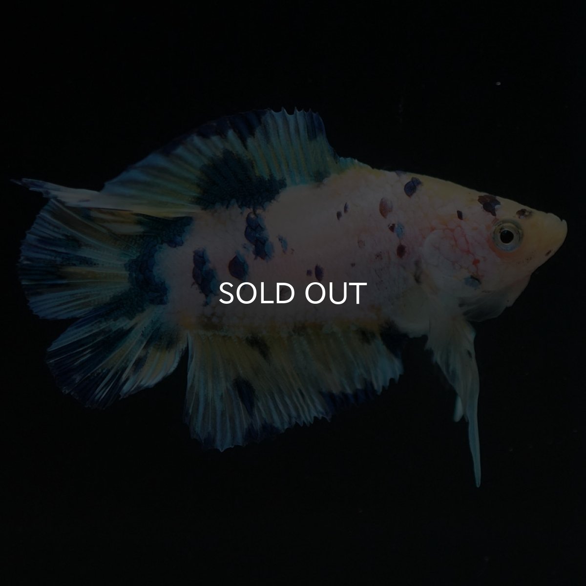 画像5: DTPK イエロータイガーギャラクシー (5)