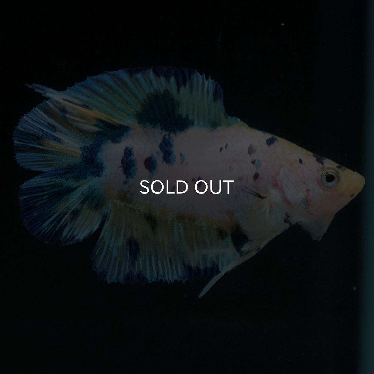 画像3: DTPK イエロータイガーギャラクシー (3)