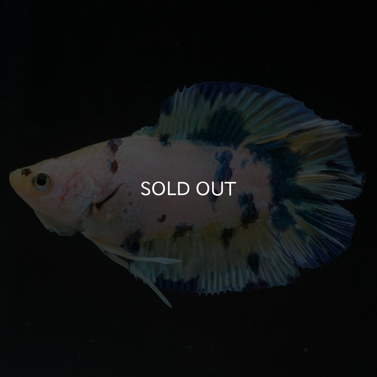 画像2: DTPK イエロータイガーギャラクシー (2)