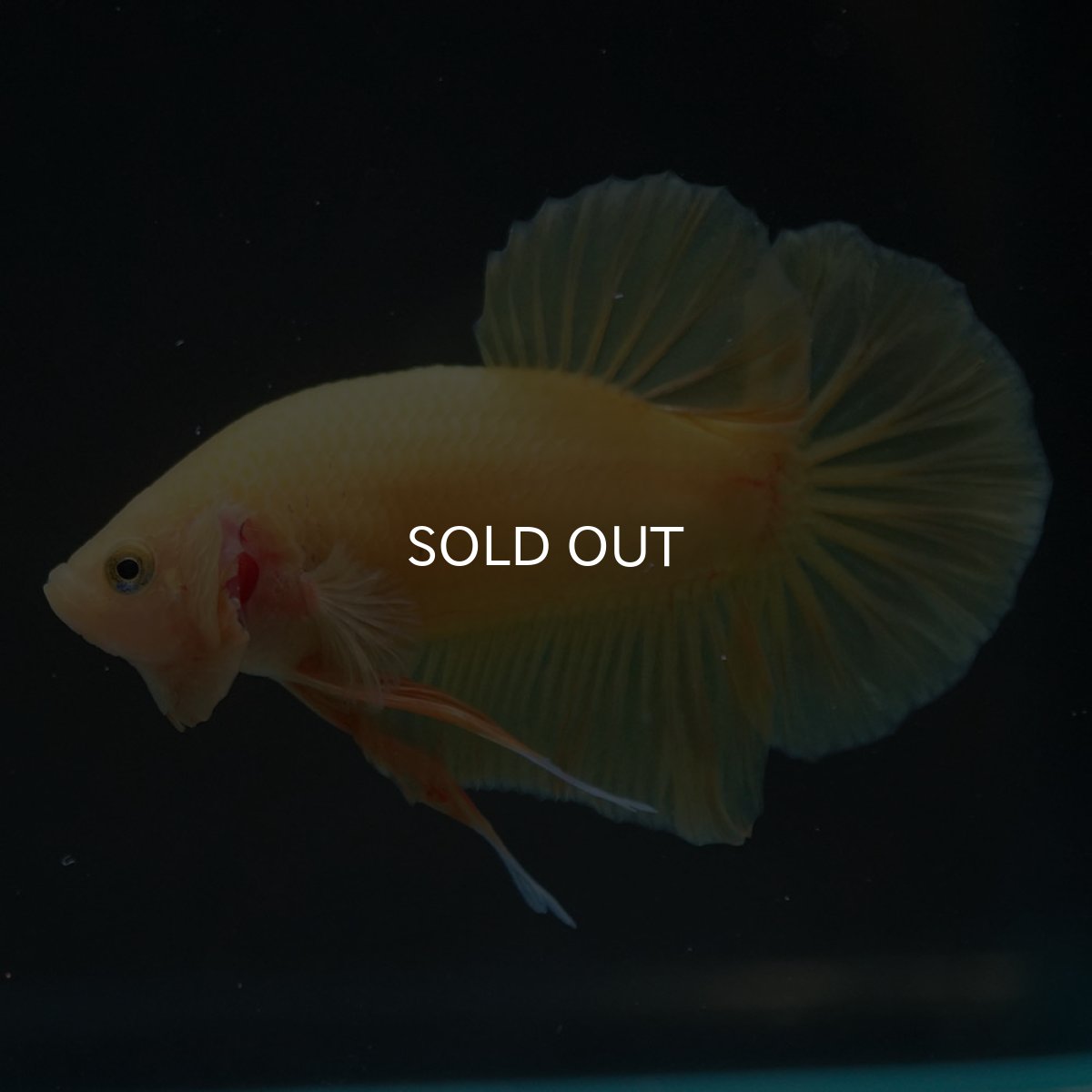 画像11: HMPK　ソリッドイエロー (11)