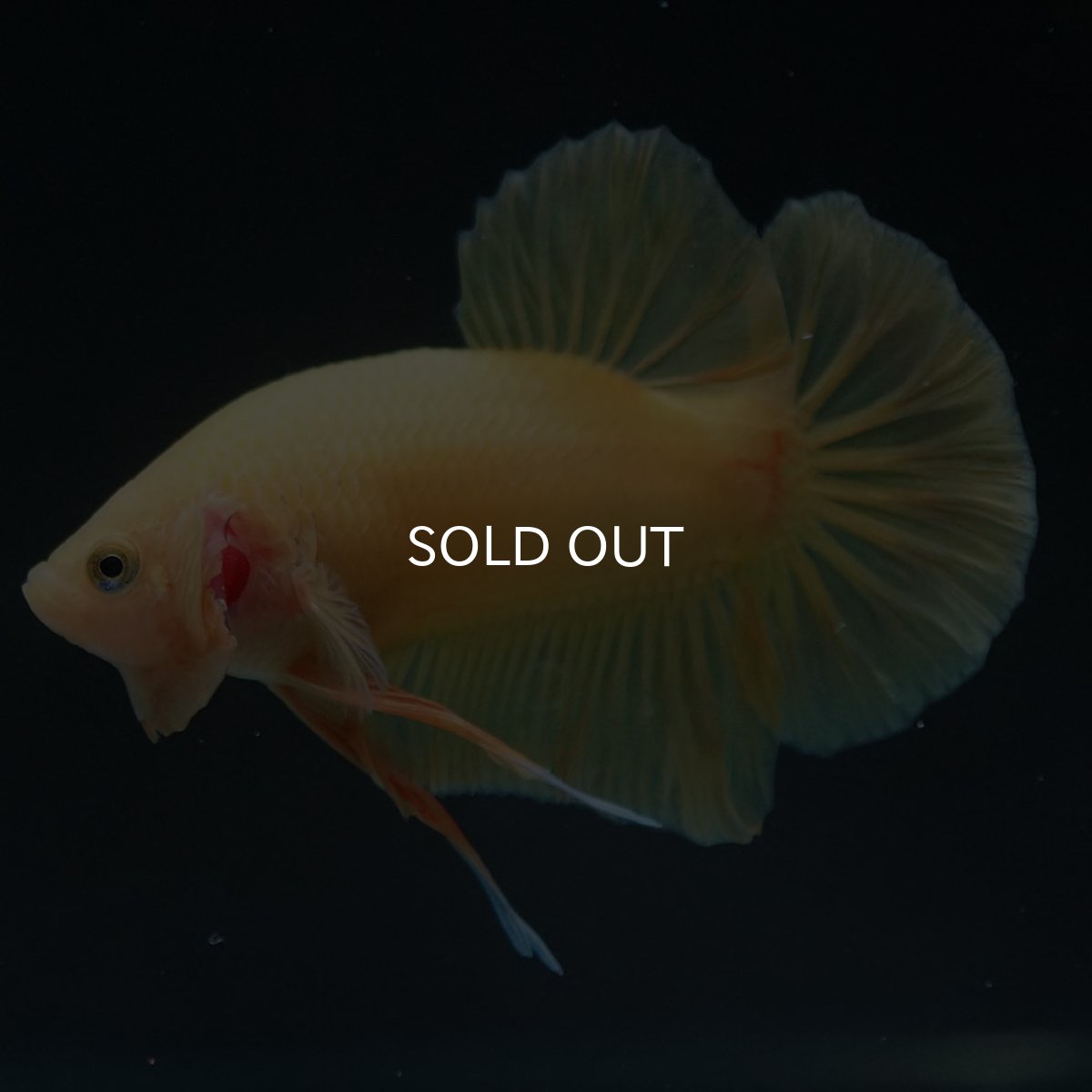 画像10: HMPK　ソリッドイエロー (10)