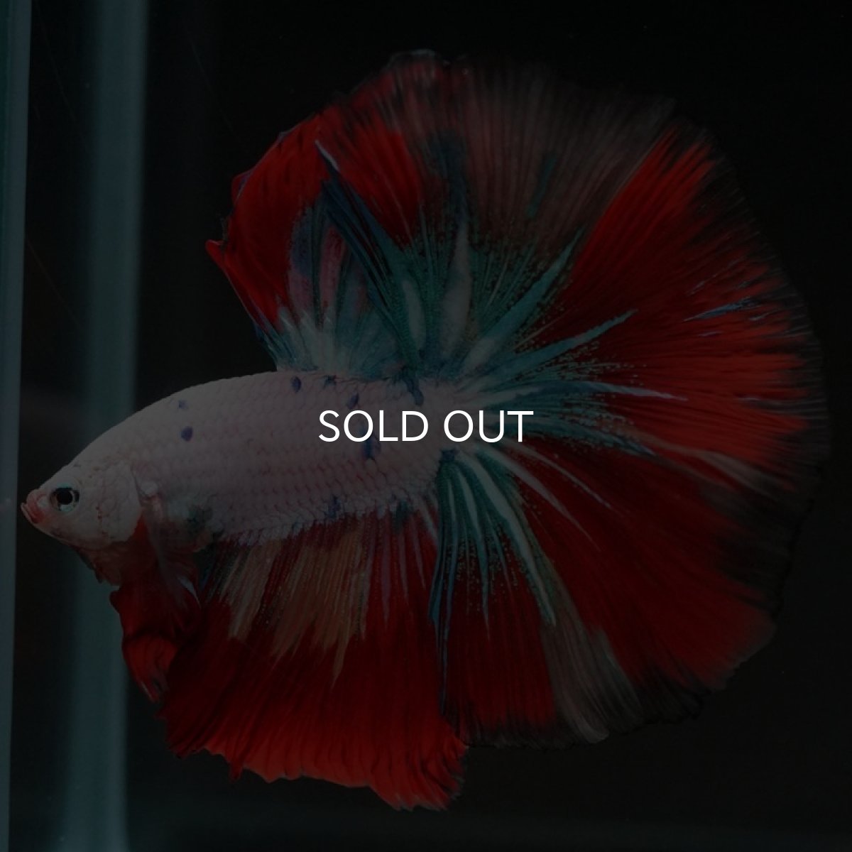 画像8: HM　キャンディレインボー (8)