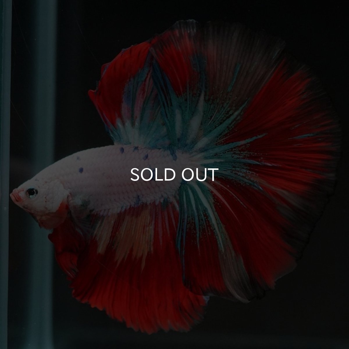 画像4: HM　キャンディレインボー (4)