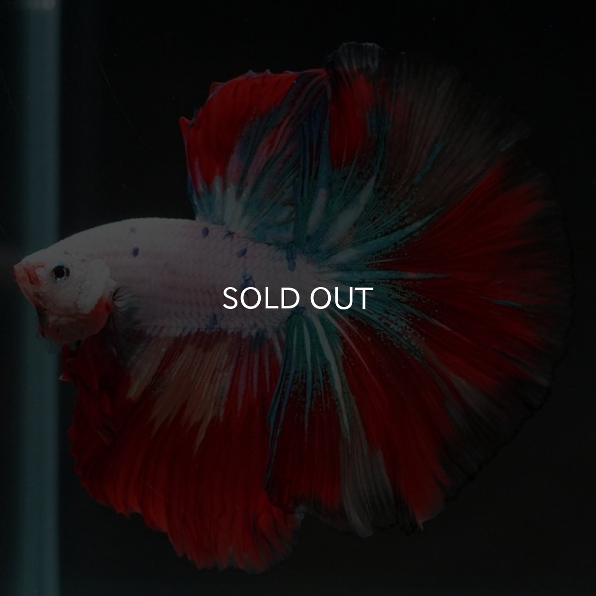 画像2: HM　キャンディレインボー (2)