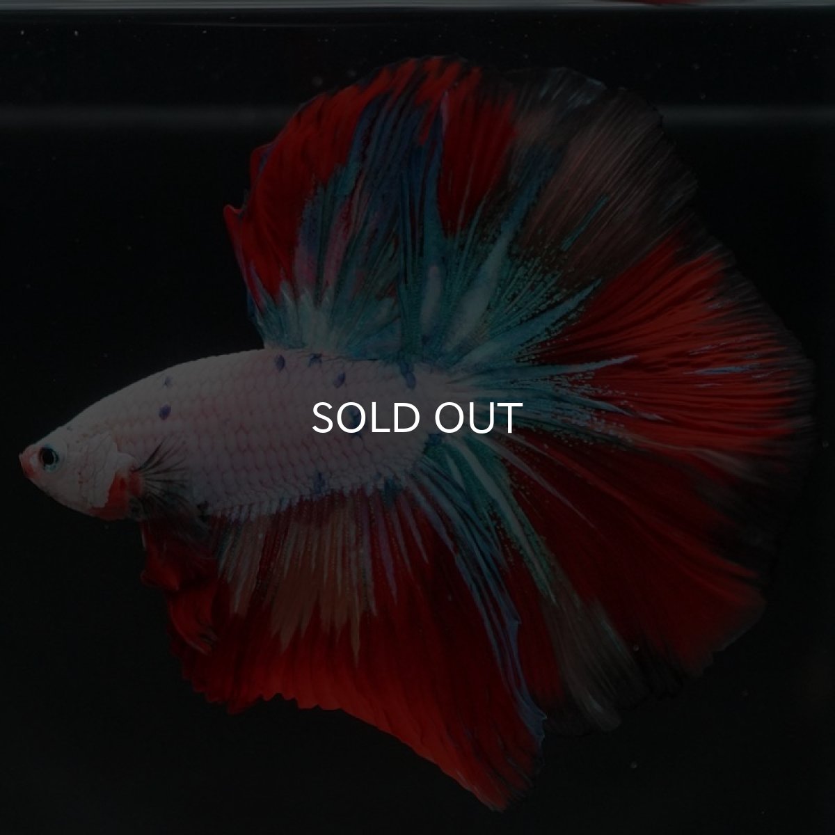 画像6: HM　キャンディレインボー (6)