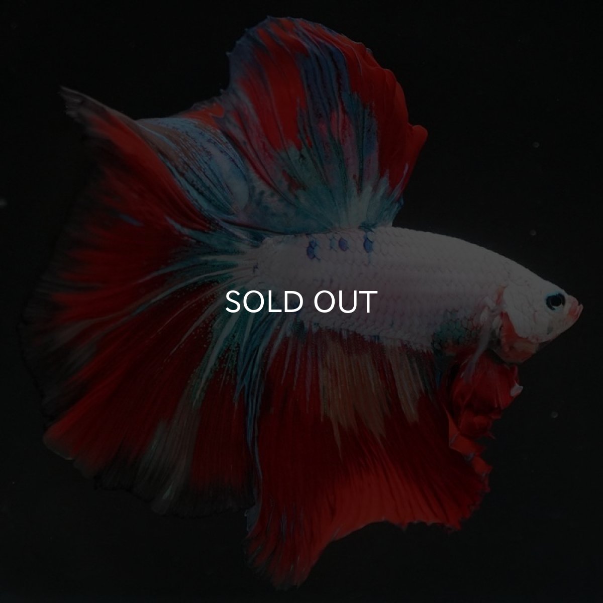 画像7: HM　キャンディレインボー (7)