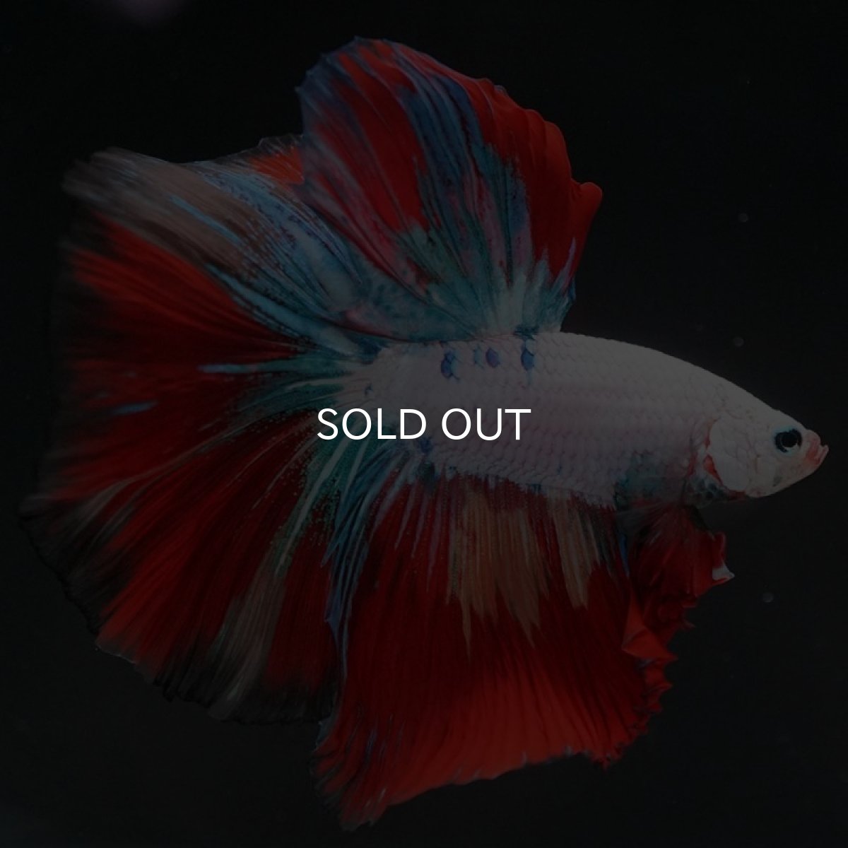 画像5: HM　キャンディレインボー (5)