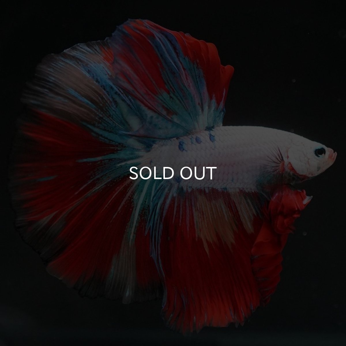 画像3: HM　キャンディレインボー (3)