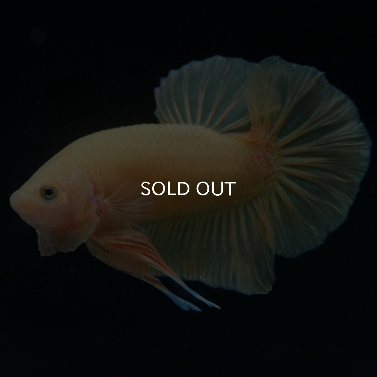 画像2: HMPK　ソリッドイエロー (2)