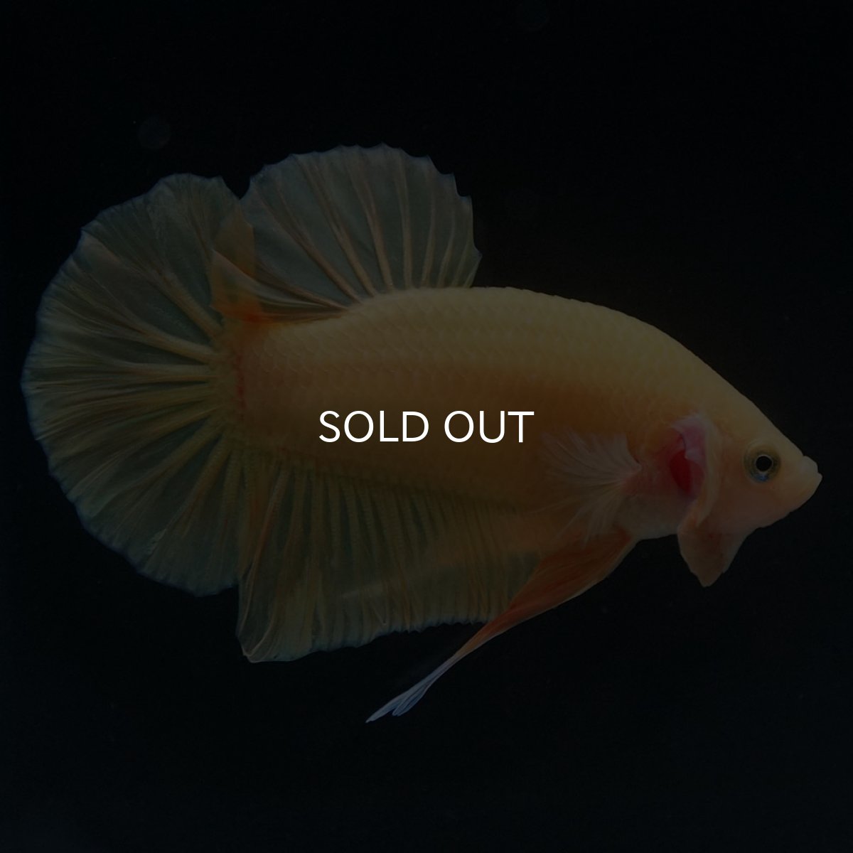 画像5: HMPK　ソリッドイエロー (5)