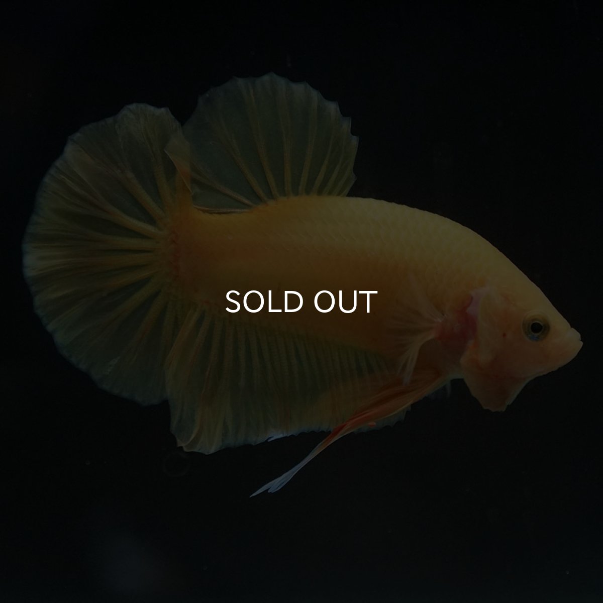 画像9: HMPK　ソリッドイエロー (9)