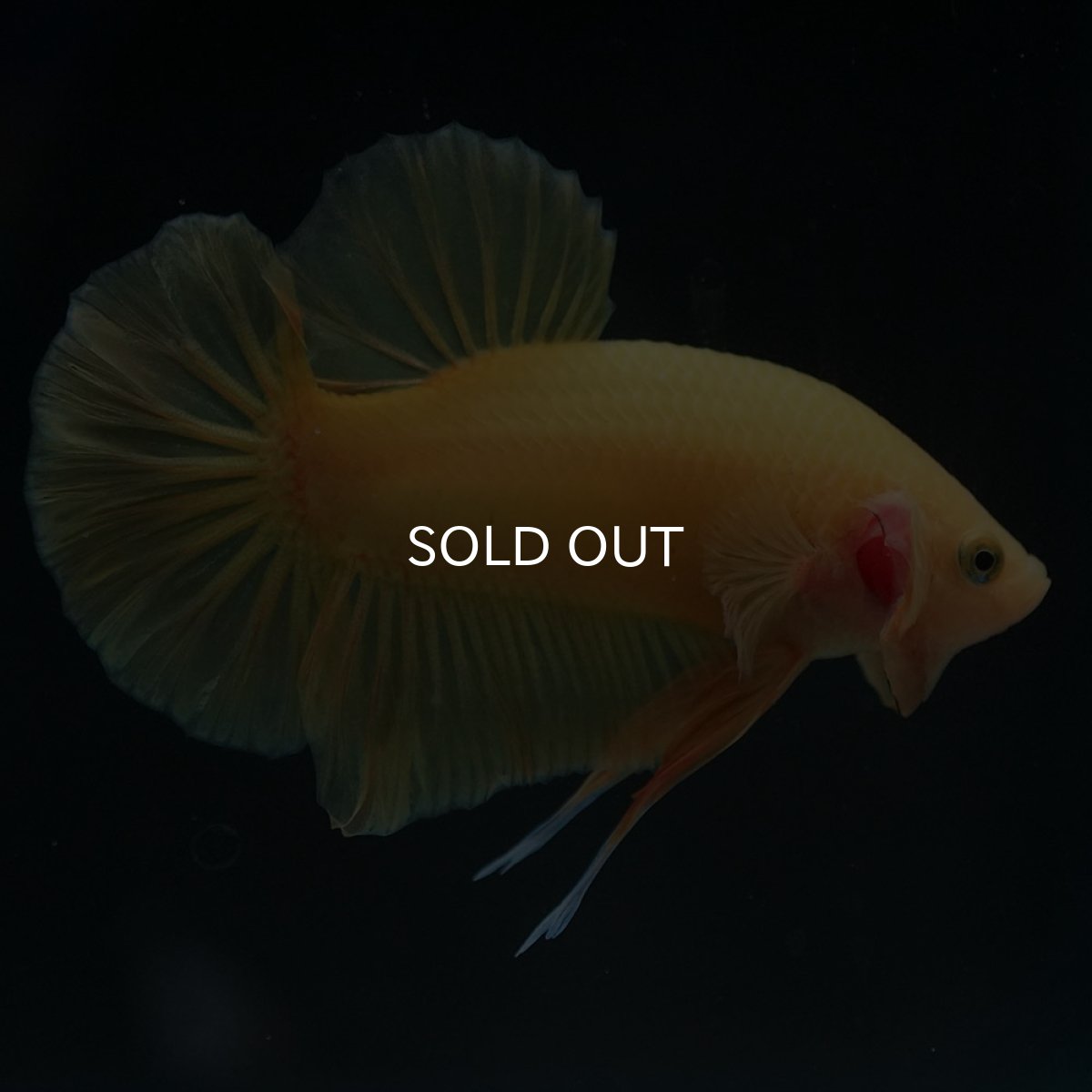 画像7: HMPK　ソリッドイエロー (7)