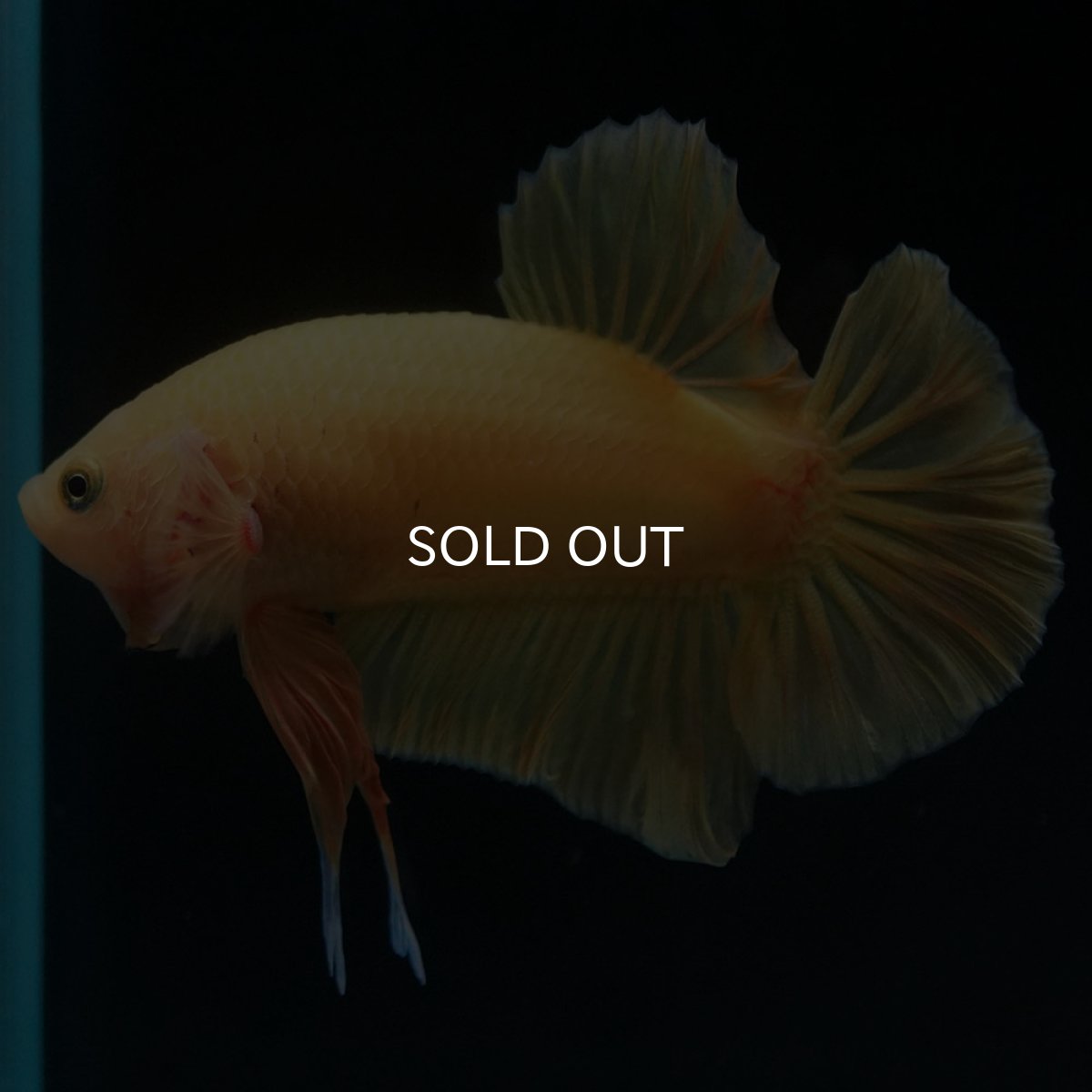 画像8: HMPK　ソリッドイエロー (8)