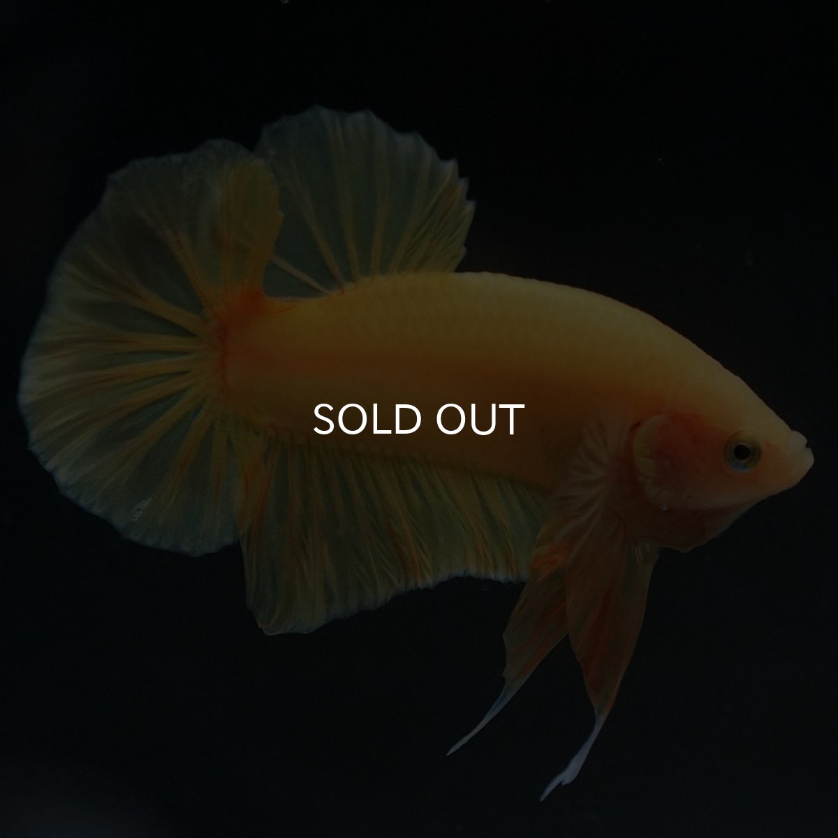 画像3: HMPK　ソリッドイエロー (3)