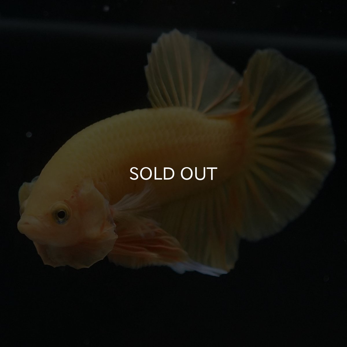 画像4: HMPK　ソリッドイエロー (4)