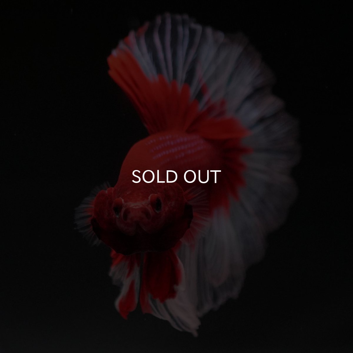 画像5: HM　レッドバタフライ　クリアフィン (5)