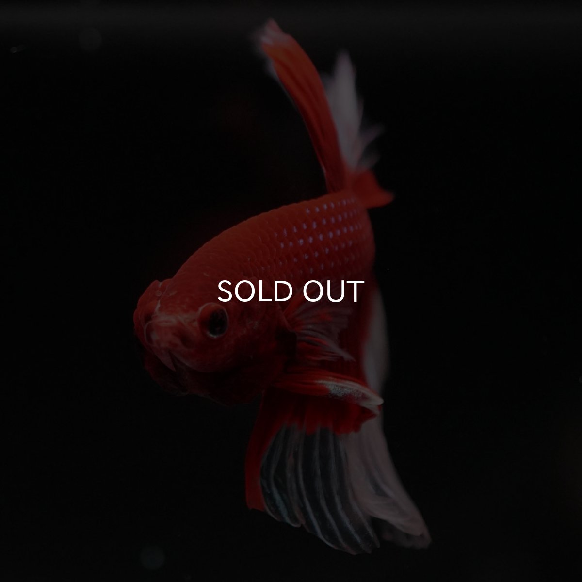 画像7: HM　レッドバタフライ　クリアフィン (7)