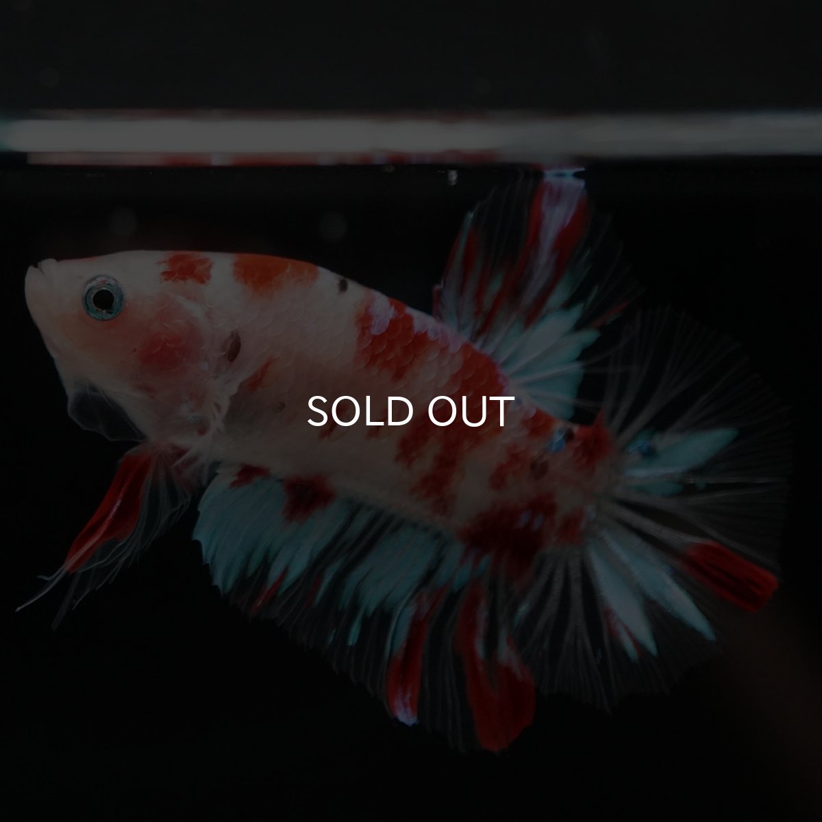 画像8: HMPK　鯉 (8)