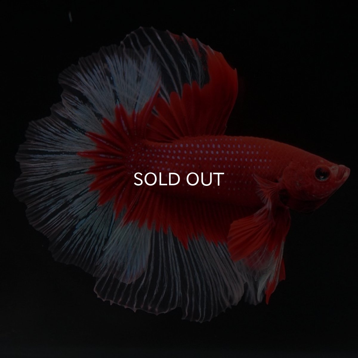 画像2: HM　レッドバタフライ　クリアフィン (2)