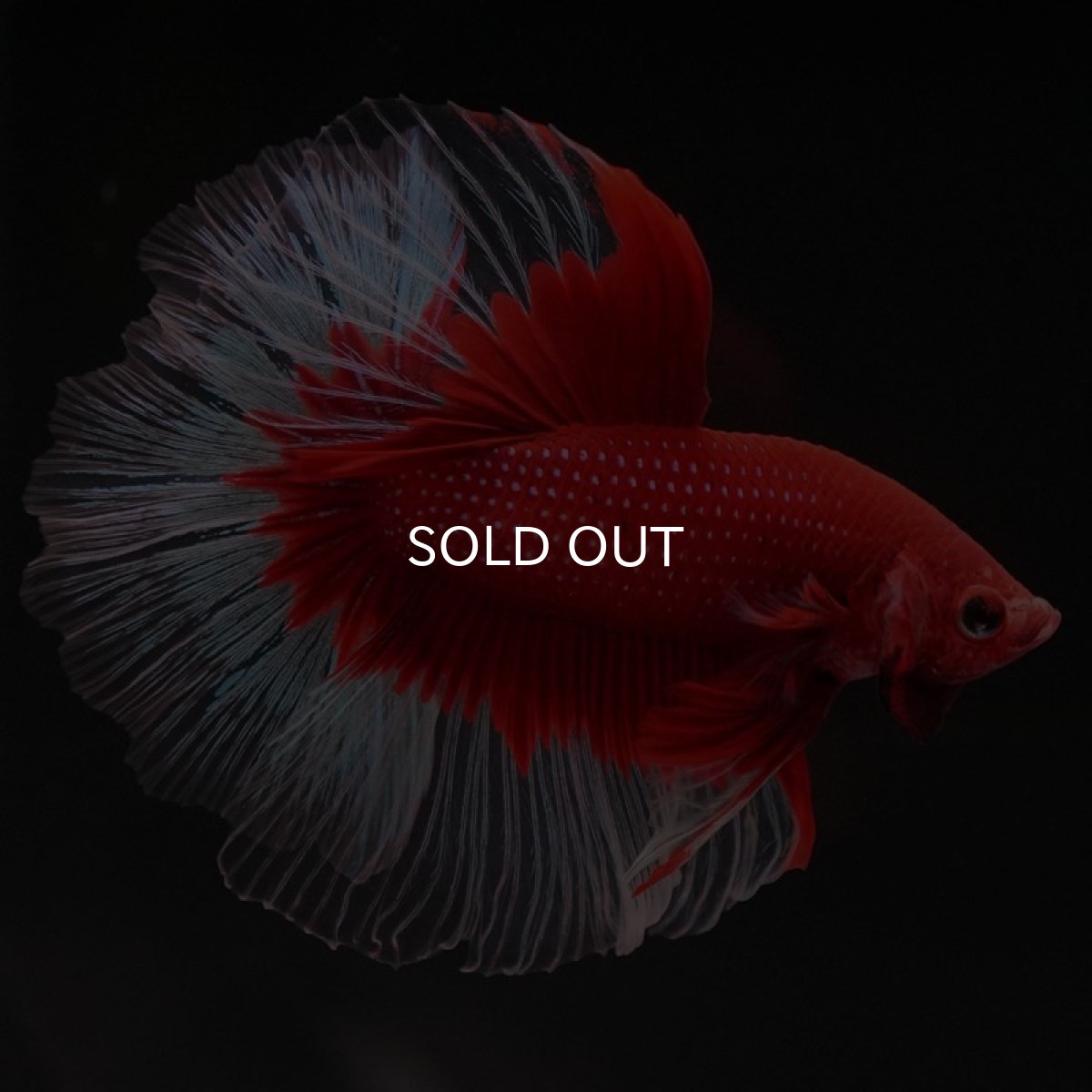 画像6: HM　レッドバタフライ　クリアフィン (6)