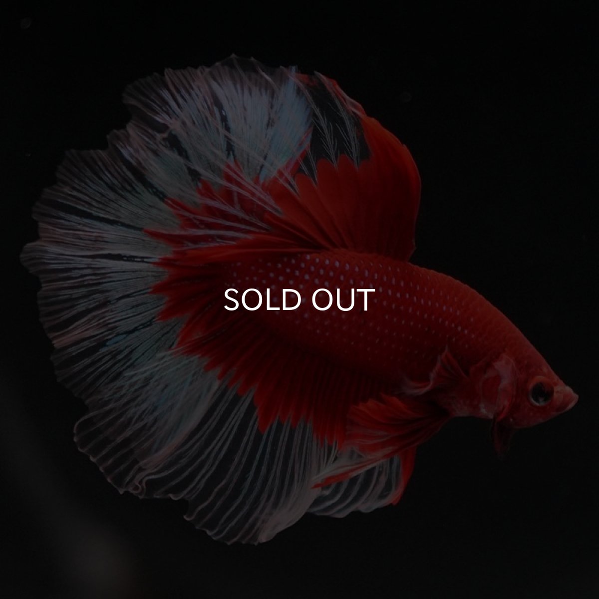 画像4: HM　レッドバタフライ　クリアフィン (4)