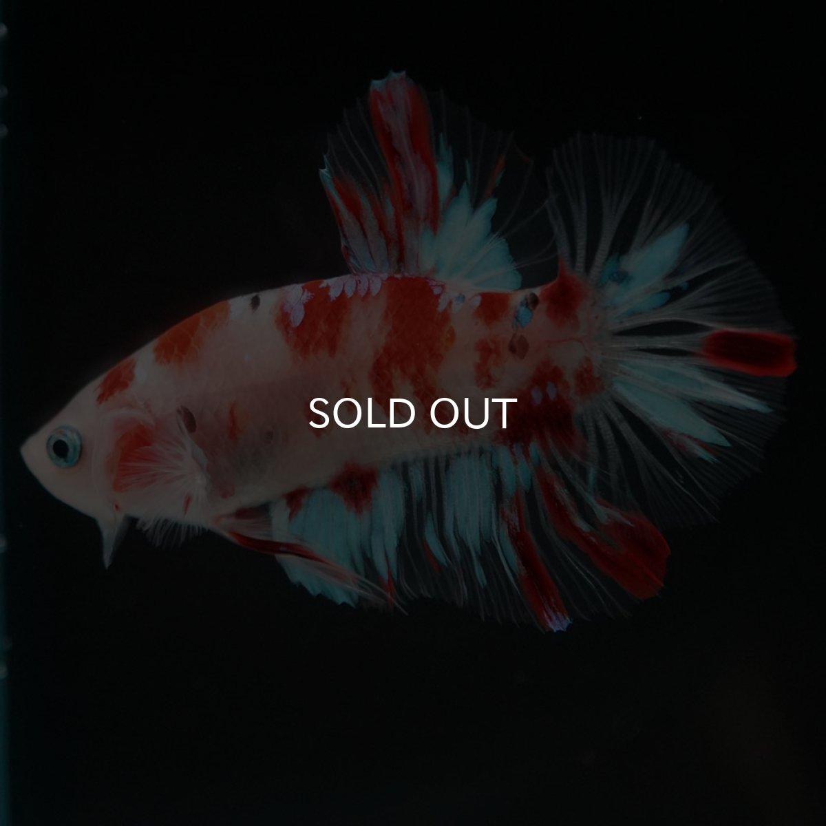 画像6: HMPK　鯉 (6)