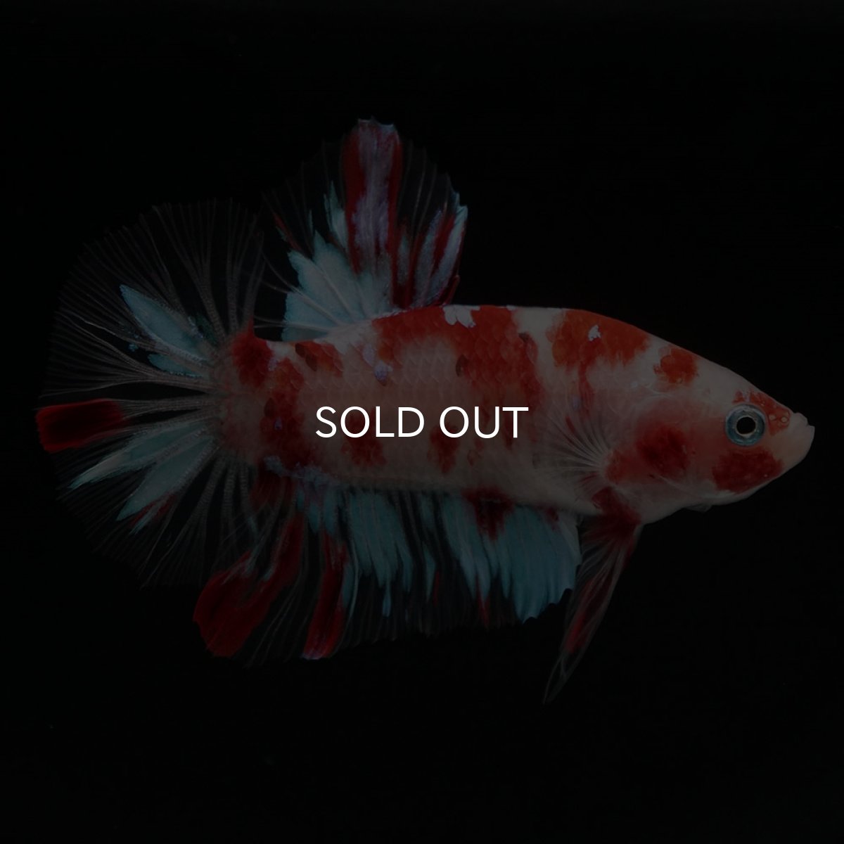 画像7: HMPK　鯉 (7)