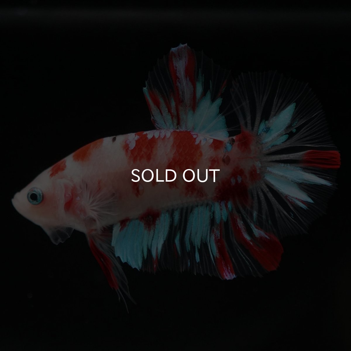 画像2: HMPK　鯉 (2)