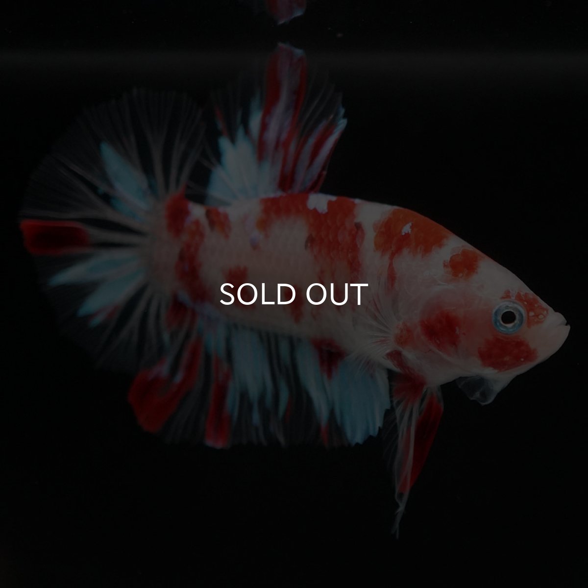 画像3: HMPK　鯉 (3)