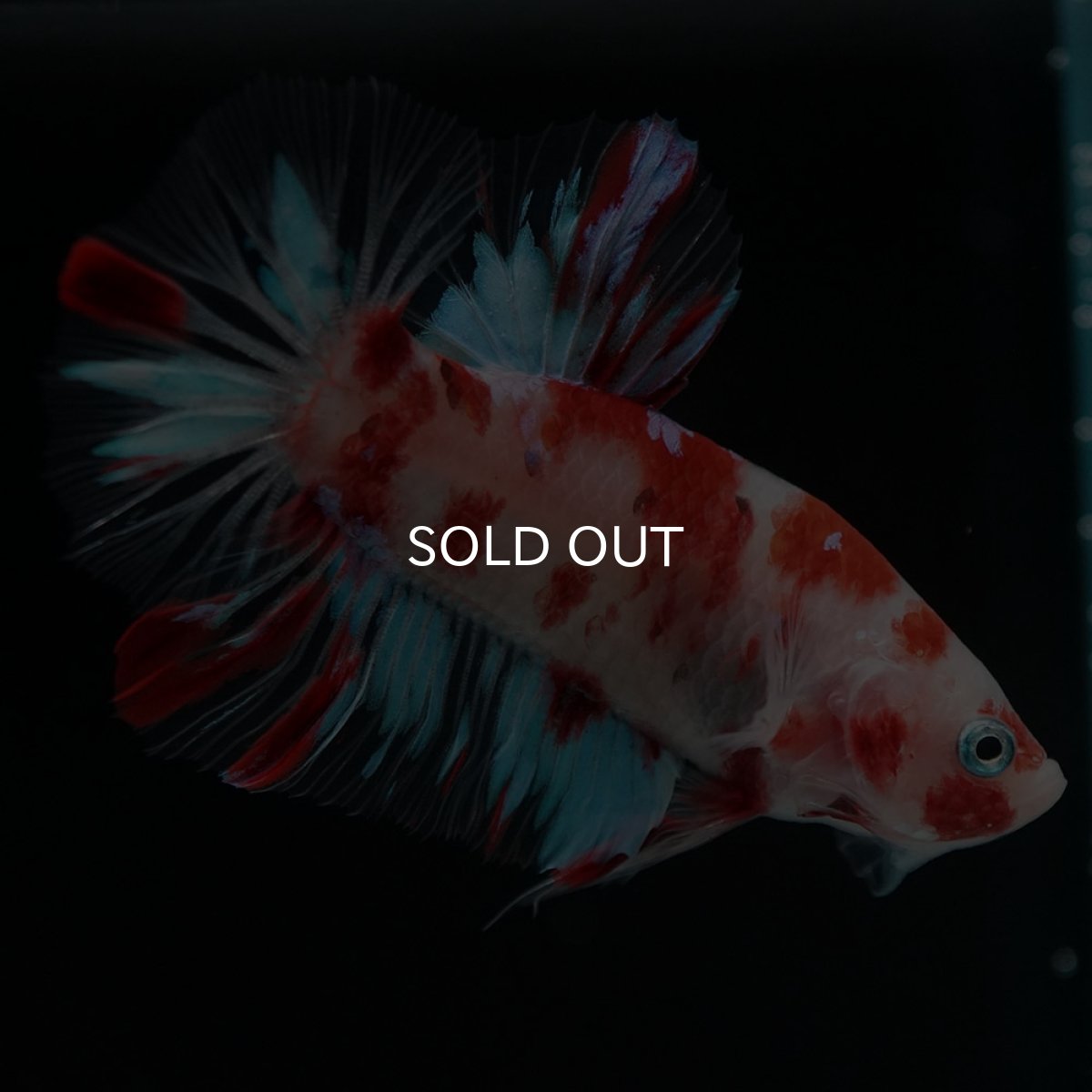 画像5: HMPK　鯉 (5)