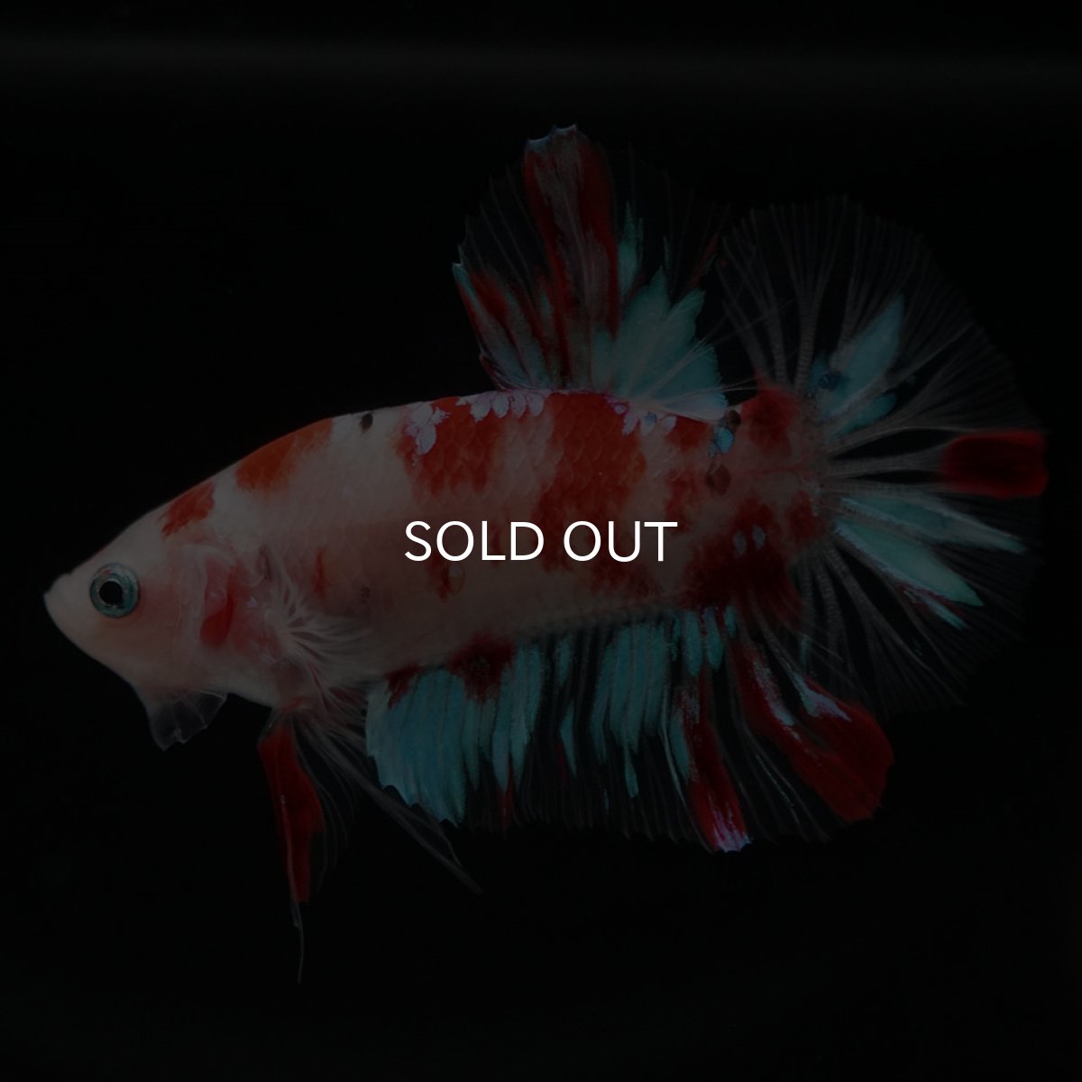 画像4: HMPK　鯉 (4)