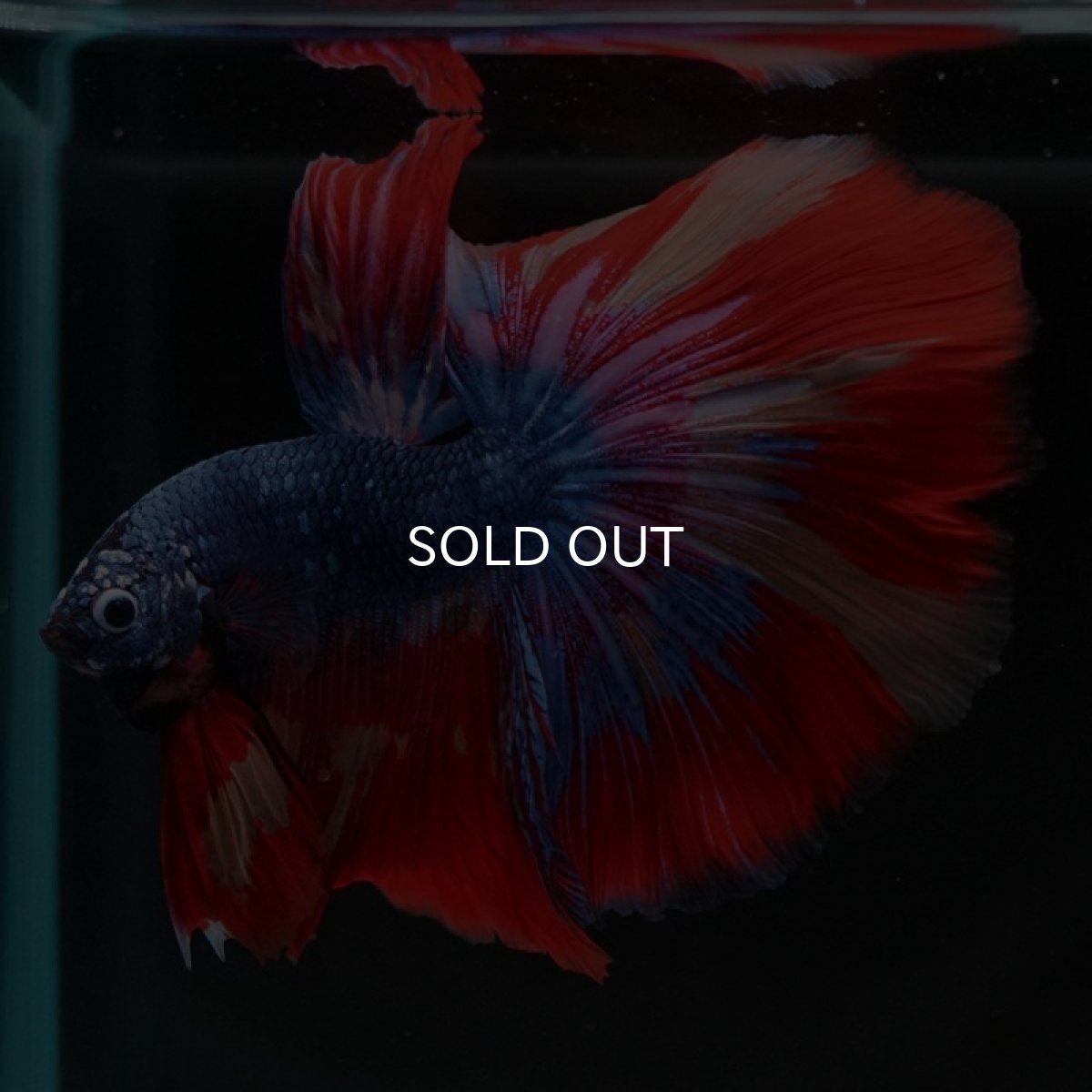 画像6: HM　キャンディ　変わり柄 (6)