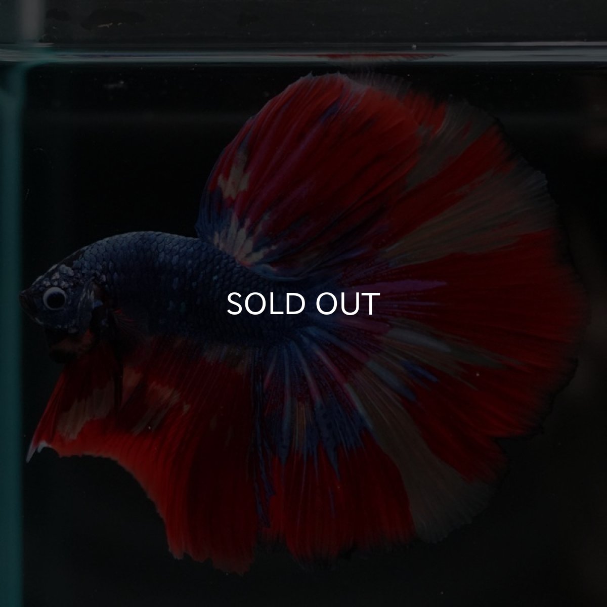 画像2: HM　キャンディ　変わり柄 (2)