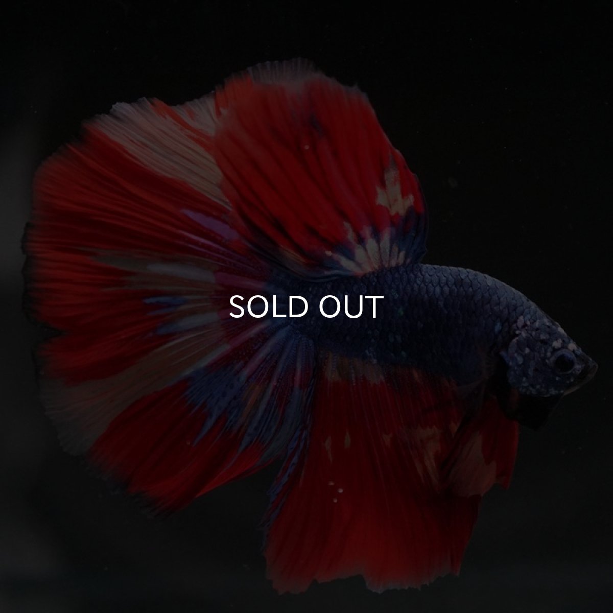 画像3: HM　キャンディ　変わり柄 (3)