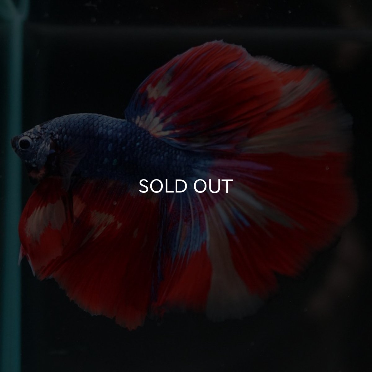 画像4: HM　キャンディ　変わり柄 (4)