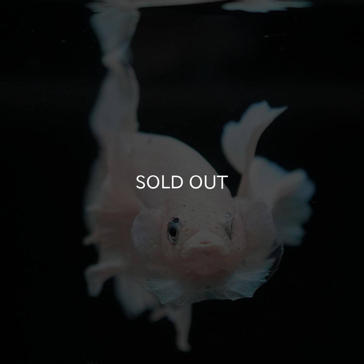 画像3: HMPKダンボ　ホワイトブルーマーブル (3)