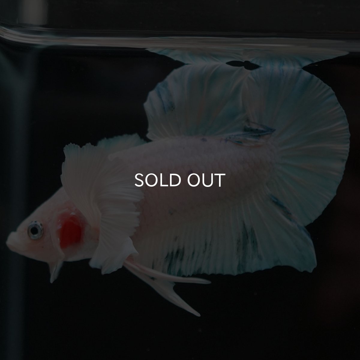 画像6: HMPKダンボ　ホワイトブルーマーブル (6)