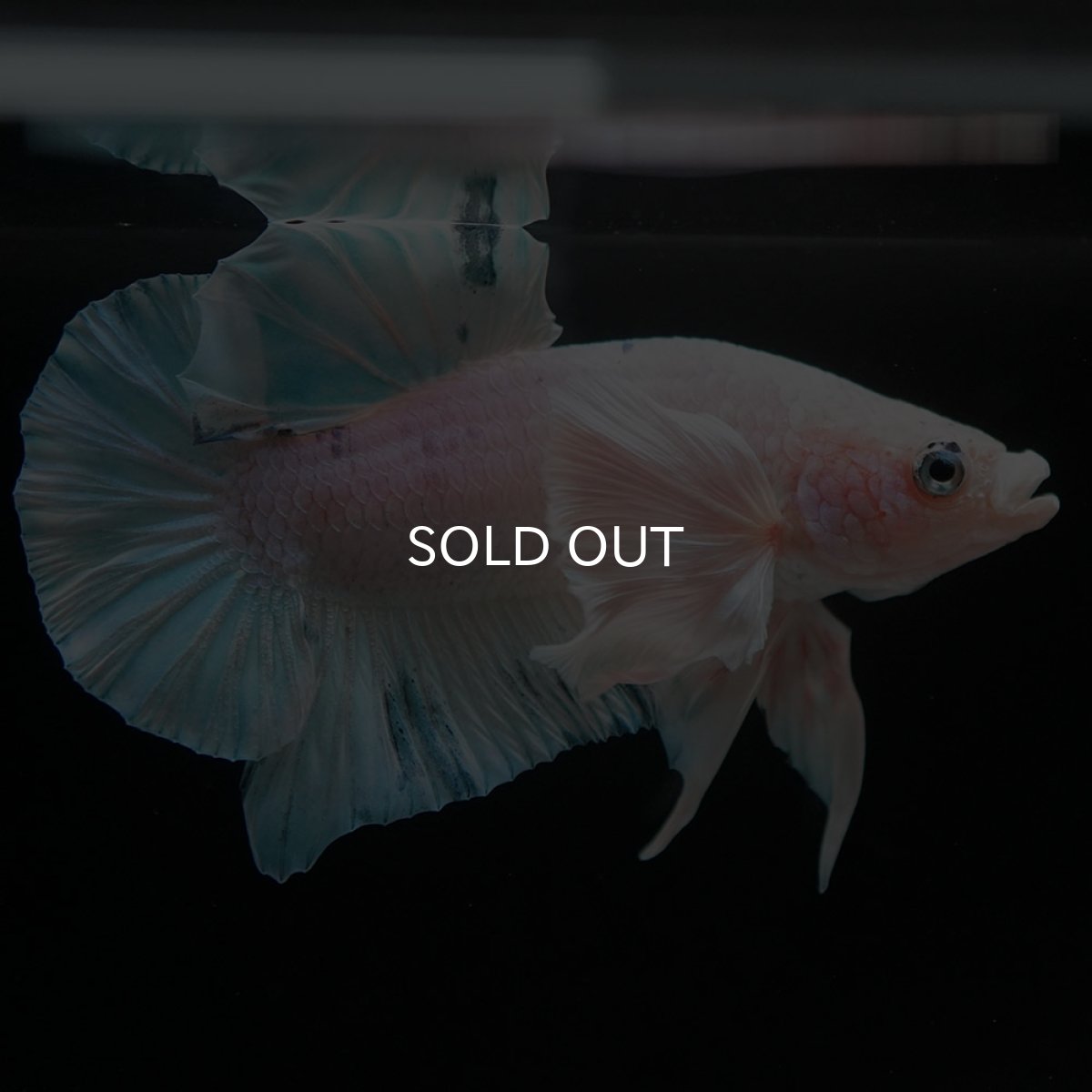 画像7: HMPKダンボ　ホワイトブルーマーブル (7)